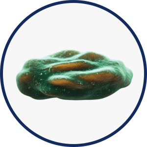 Macrophages icon