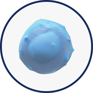 B cells icon
