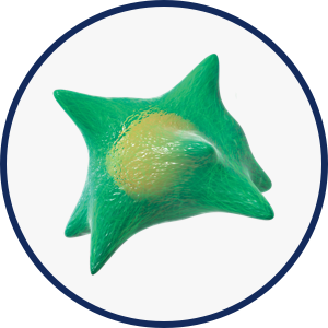 Fibroblasts icon